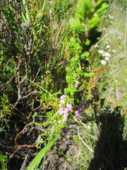 Erica chamissonis chamissonis