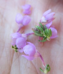 Erica chamissonis chamissonis