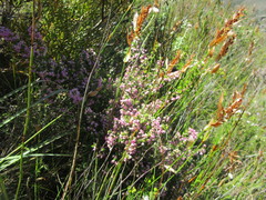Erica chamissonis chamissonis