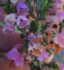 Erica chamissonis chamissonis