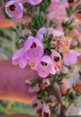 Erica chamissonis chamissonis