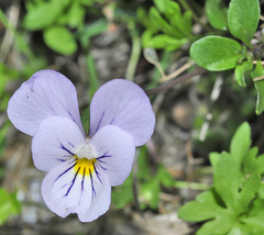 Viola crassiuscula
