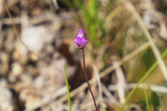 Utricularia caerulea
