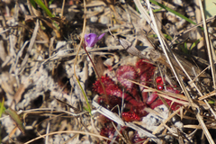 Utricularia caerulea