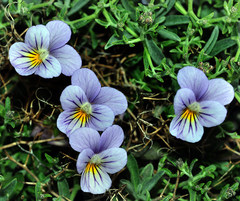 Viola crassiuscula