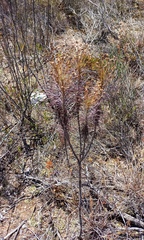 Euryops tenuissimus