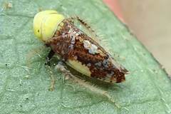 Hishimonus