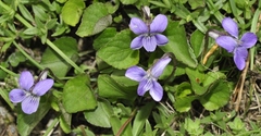 Viola palustris palustris