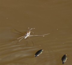 Tenagogerris