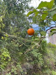 Angiospermae