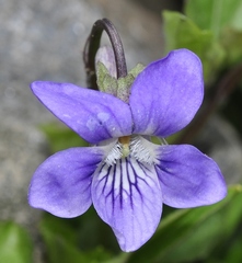 Viola palustris palustris