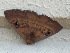 Dasypodia selenophora