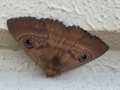 Dasypodia selenophora