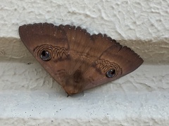 Dasypodia selenophora