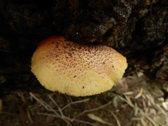 Gymnopilus ferruginosus