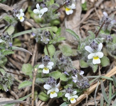 Viola parvula