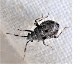 Deraeocoris punctum