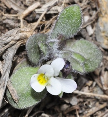 Viola parvula