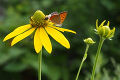Rudbeckia laciniata
