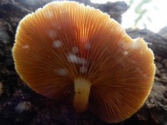 Gymnopilus ferruginosus