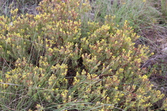 Gnidia styphelioides