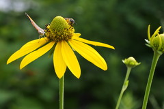 Rudbeckia laciniata