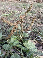 Rumex obtusifolius