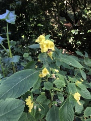 Impatiens scabrida