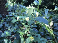 Impatiens scabrida