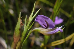 Psoralea trullata