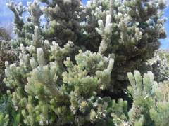 Adenanthos sericeus