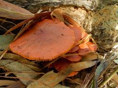 Tubaria rufofulva