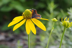Rudbeckia laciniata