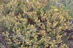 Gnidia styphelioides