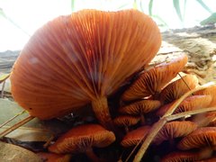 Tubaria rufofulva