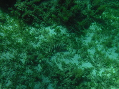 Goniistius rubrolabiatus