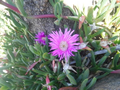 Carpobrotus virescens