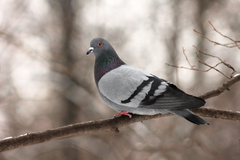 Columba livia domestica