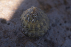 Bembicium auratum
