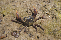 Mottled Shore Crab