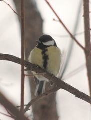 Parus major