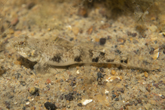 Favonigobius lateralis