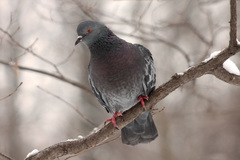 Columba livia domestica