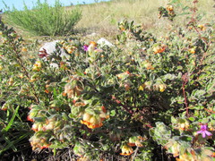 Hermannia salviifolia