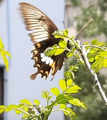 Papilio polytes