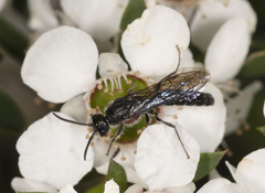 Rhagigaster scalae