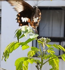 Papilio polytes