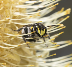 Hylaeus alcyoneus