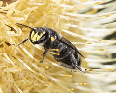 Hylaeus alcyoneus
