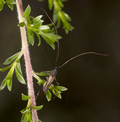 Mecynopus cothurnatus